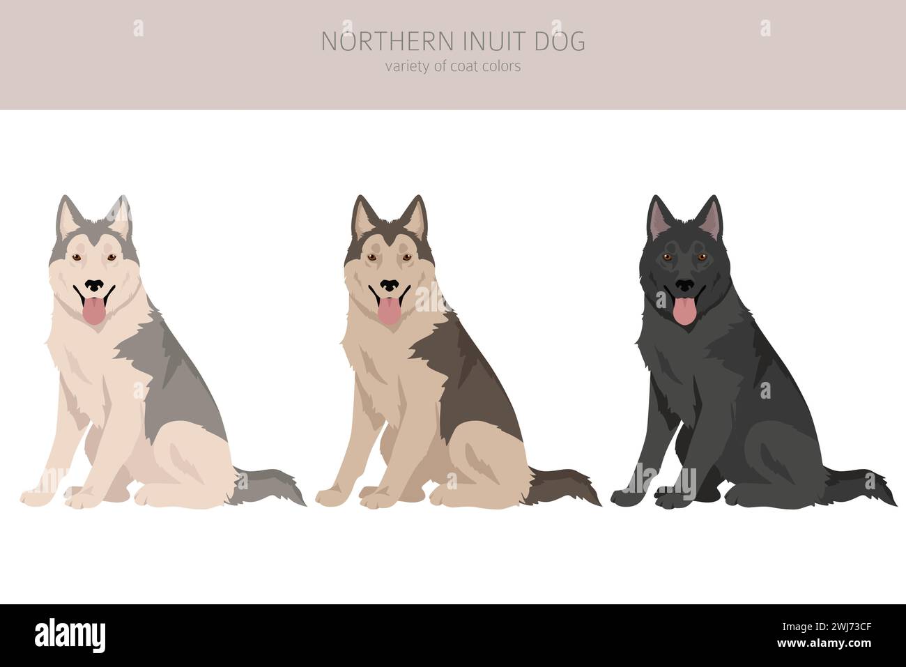 Clipart settentrionale del cane Inuit. Tutti i colori del mantello set.; tutte le razze di cani caratteristiche infografica. Illustrazione vettoriale Illustrazione Vettoriale