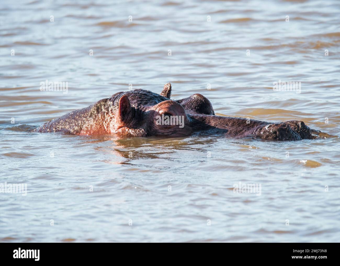 Parco nazionale di Hippopotamus Kruger Foto Stock