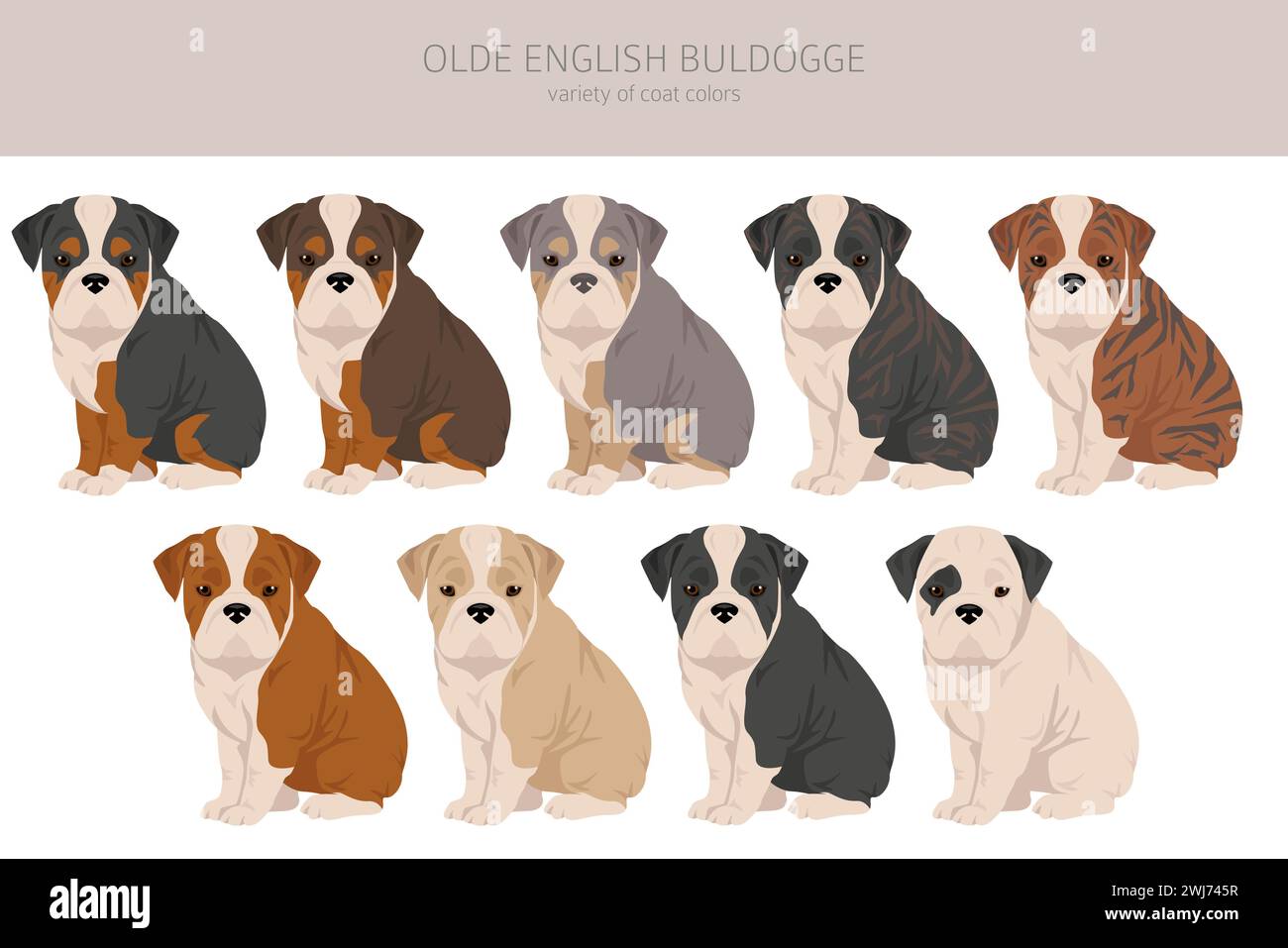 Olde English Bulldogge, Leavitt Bulldog cuccioli clipart. Pose diverse, set di colori per cappotti. Illustrazione vettoriale Illustrazione Vettoriale