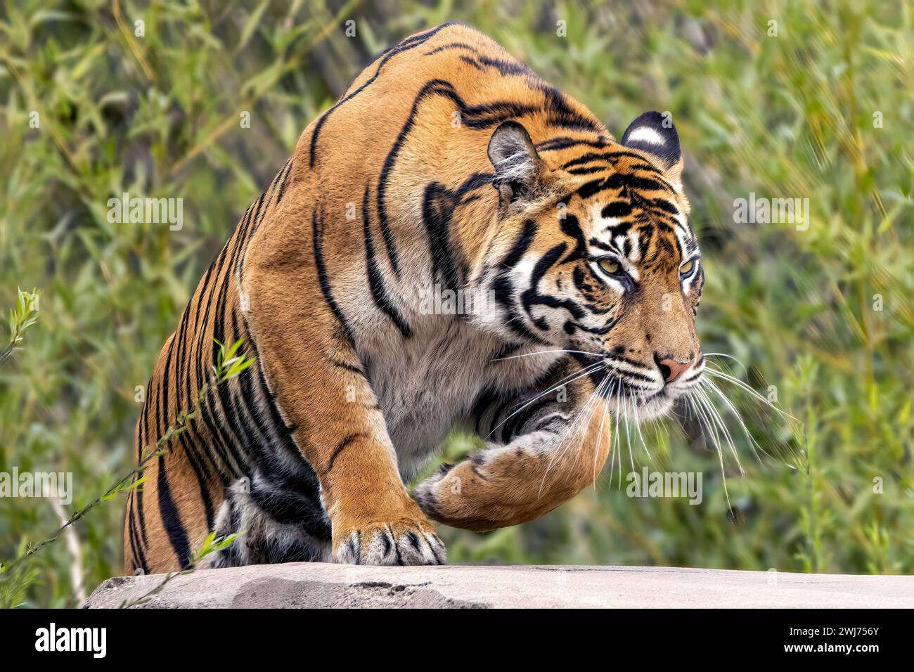 Kasarna, tigre di Sumatra Foto Stock