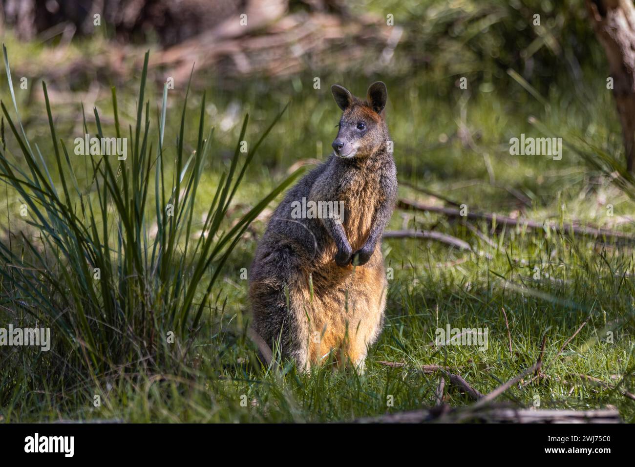 Un timido wallaby paludoso (Wallabia bicolor), noto anche come wallaby nero, mantiene un occhio attento. Il marsupiale, trovato in Australia, ha una colorazione distintiva. Foto Stock