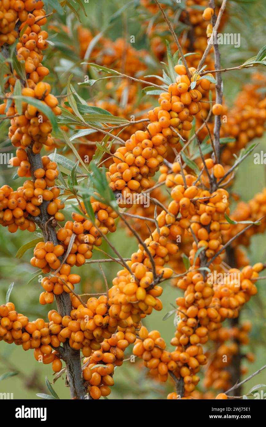 Hippophae rhamnoides Friesdorfer Orange, Sea Buckthorn Friesdorfer Orange, salice, foglie argentee, frutti di bosco su piante femminili Foto Stock