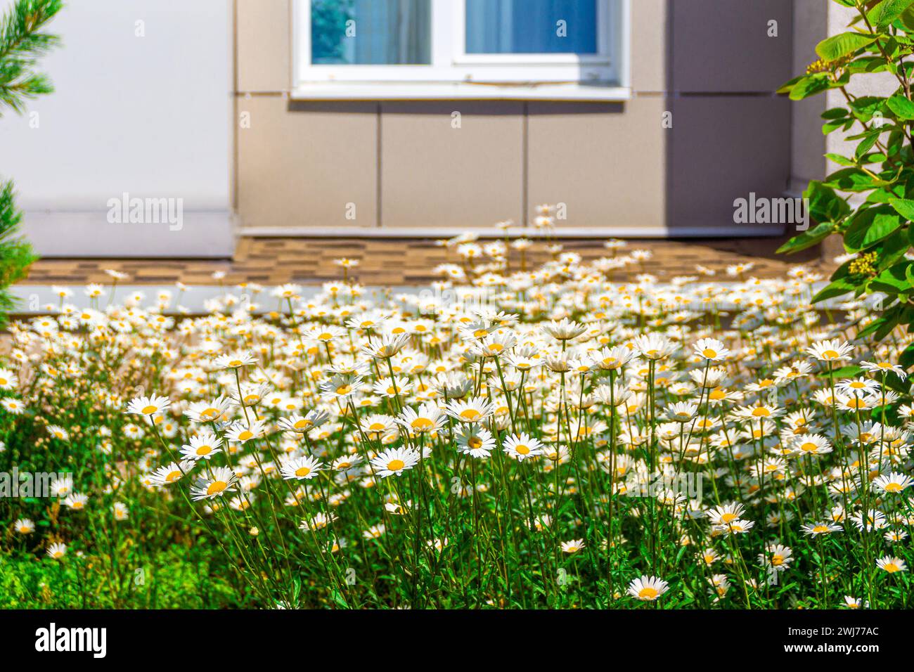 Daisies o camomilla in un letto di fiori e cespugli nel patio di un condominio, attenzione selettiva Foto Stock
