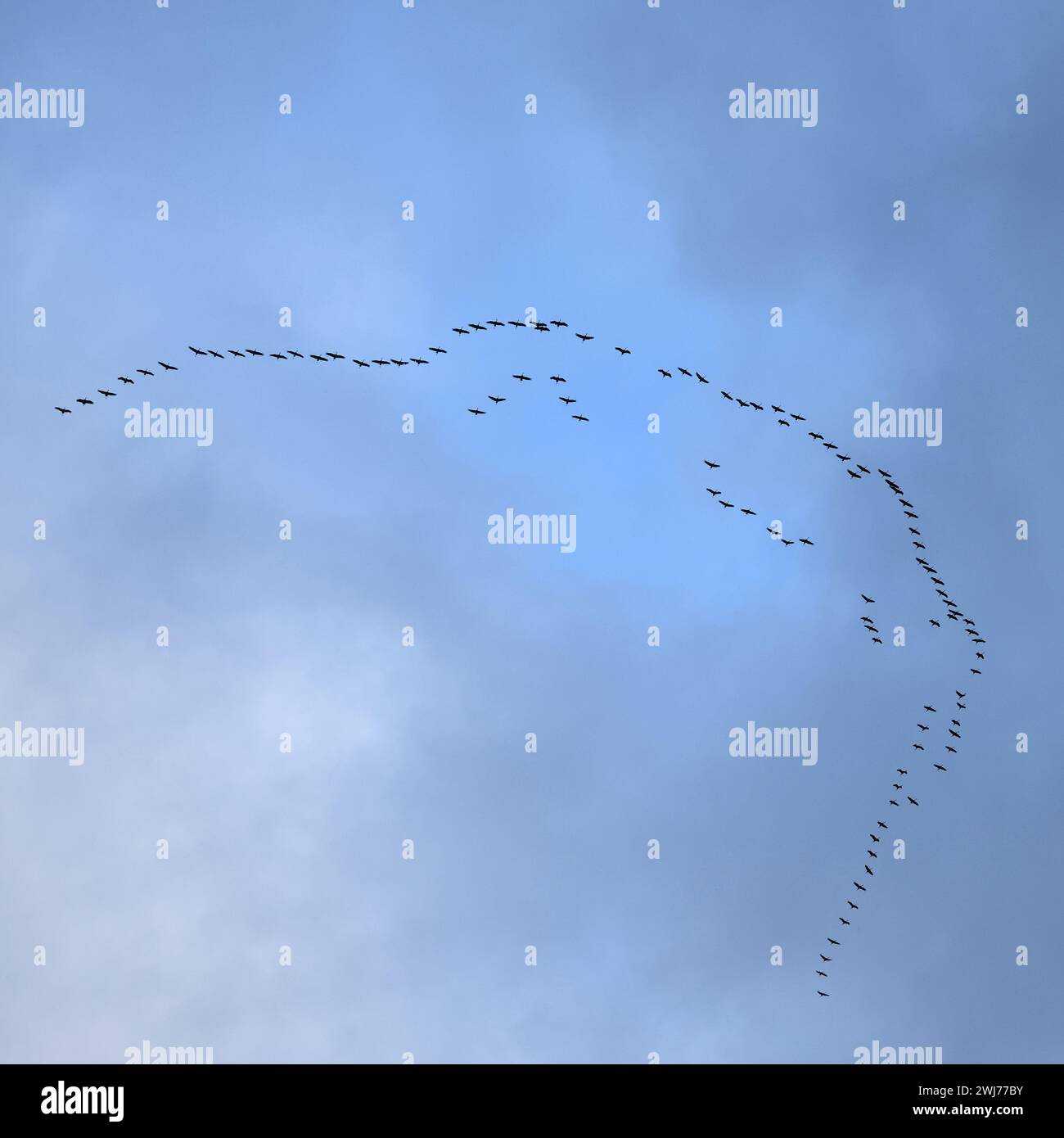 Gru comuni ( Grus grus ), enorme gregge in volo in alto nel cielo, migrazione di uccelli, fauna selvatica, Europa. Foto Stock