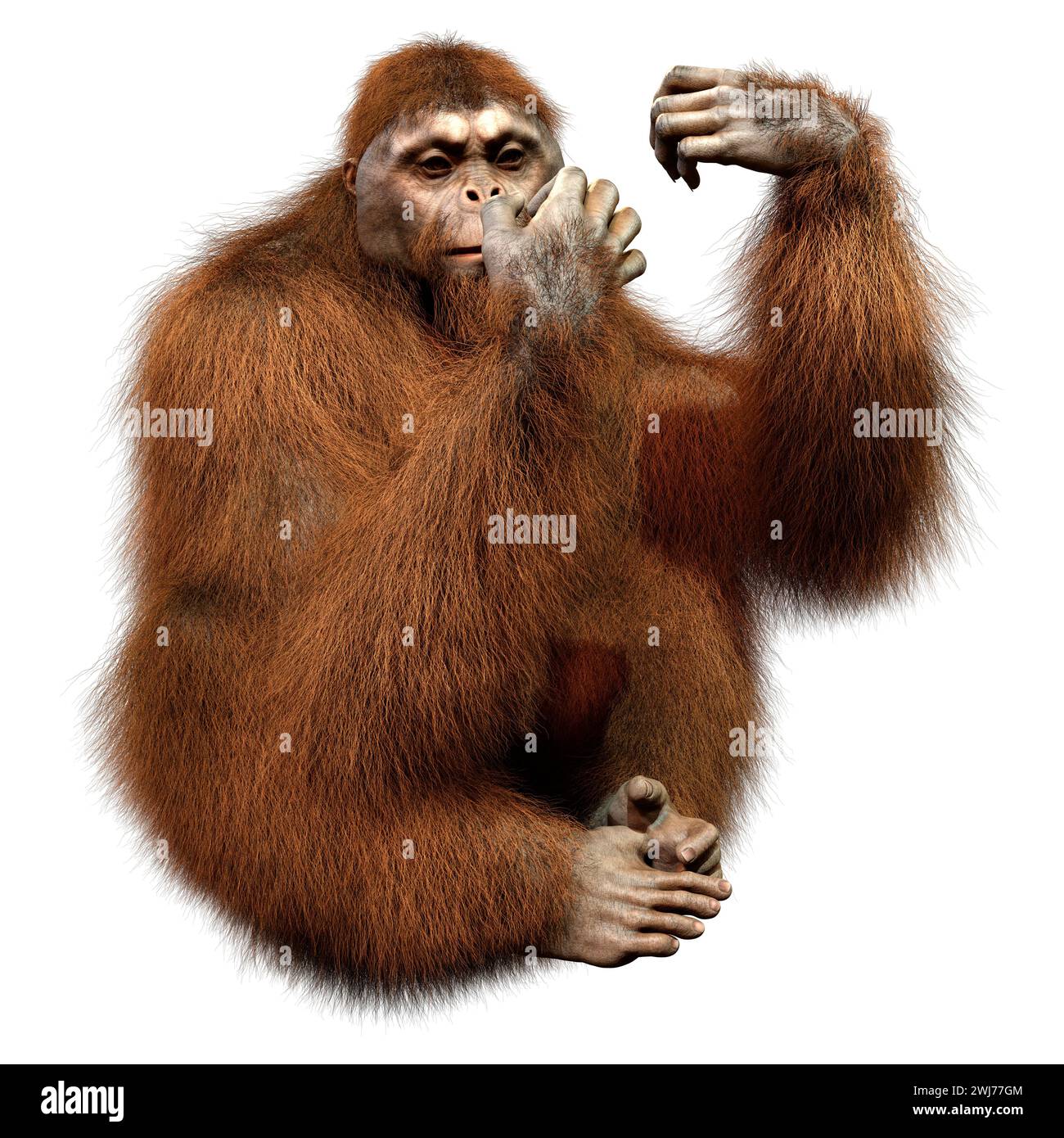 Rendering 3D di una ape orangutana isolata su sfondo bianco Foto Stock