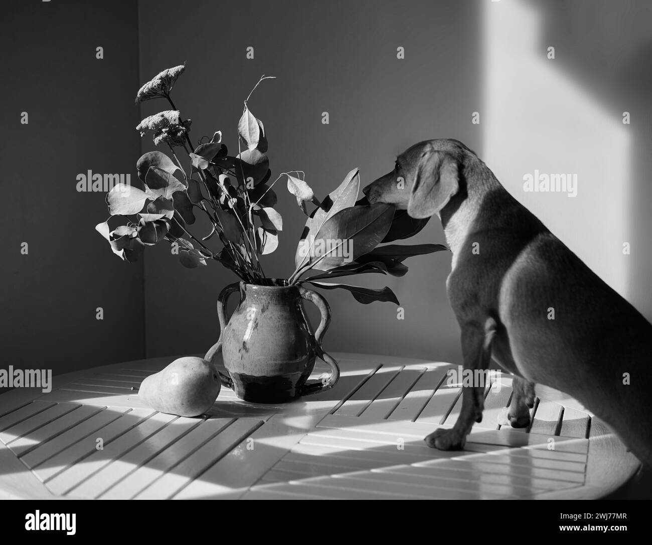Carino e divertente cane a tavola in cucina, dachshund in cerca di cibo, divertente cucciolo di kawai. dieta, casa elegante, concetto di stile di vita sano. fiori e frutta. Immagini idilliache, vibrazione perfetta foto di alta qualità Foto Stock