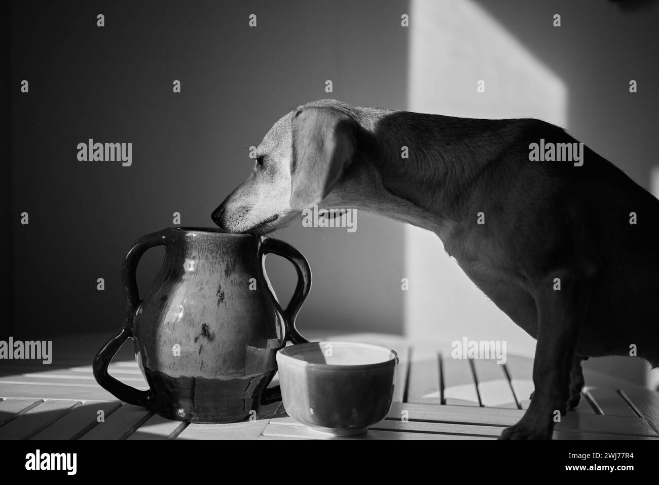 Carino e divertente cane a tavola in cucina, dachshund in cerca di cibo, divertente cucciolo di kawai. dieta, casa elegante, concetto di stile di vita sano. fiori e frutta. Immagini idilliache, vibrazione perfetta foto di alta qualità Foto Stock