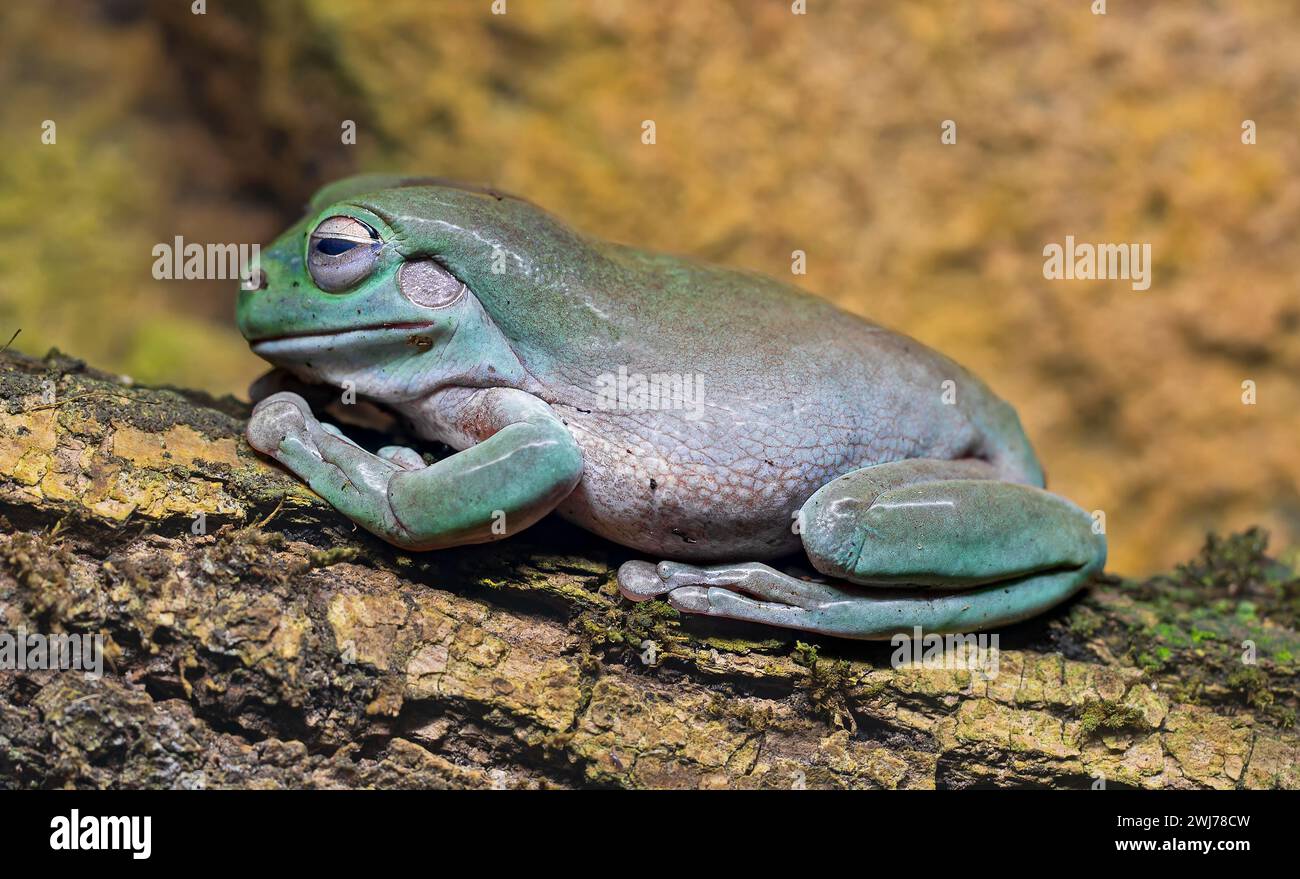 Vista ravvicinata di una rana verde (Litoria caerulea) Foto Stock