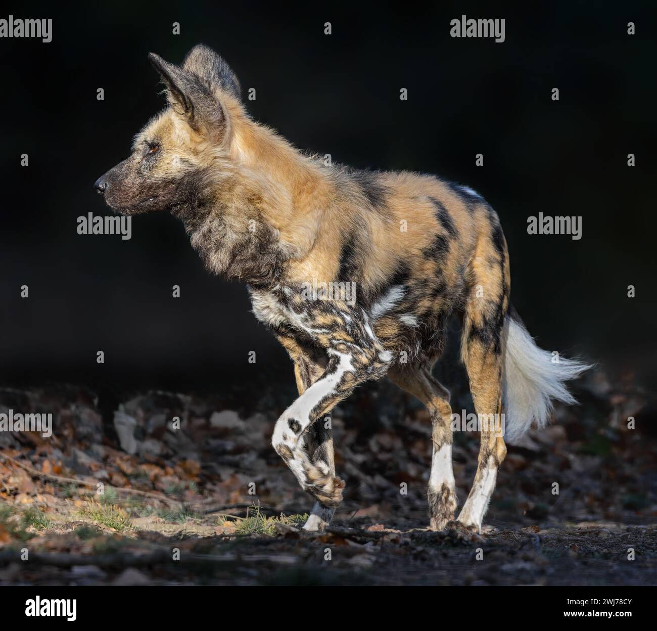 Vista ravvicinata di un cane selvatico africano (Lycaon pictus) Foto Stock