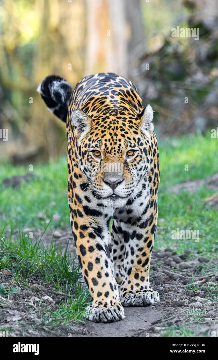 Vista frontale ravvicinata di un giaguaro (Panthera onca) Foto Stock