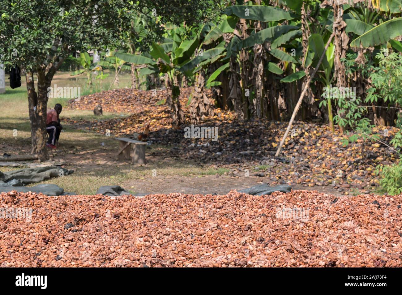GHANA, regione orientale, Nkawkaw, allevamento di cacao, raccolta e trasformazione, i fagioli di cacao secchi al sole dopo la fermentazione, dietro le piante di banane / GHANA, Kakao Anbau, Ernte und Verarbeitung, Kakaobohnen trocknen nach Fermentierung in der Sonne Foto Stock