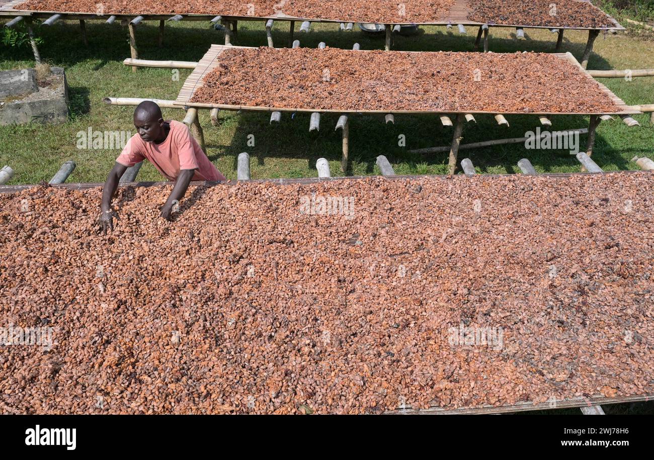 GHANA, regione orientale, Nkawkaw, allevamento di cacao, raccolta e trasformazione, i fagioli di cacao secchi al sole dopo la fermentazione / GHANA, Kakao Anbau, Ernte und Verarbeitung, Kakaobohnen trocknen nach Fermentierung in der Sonne Foto Stock
