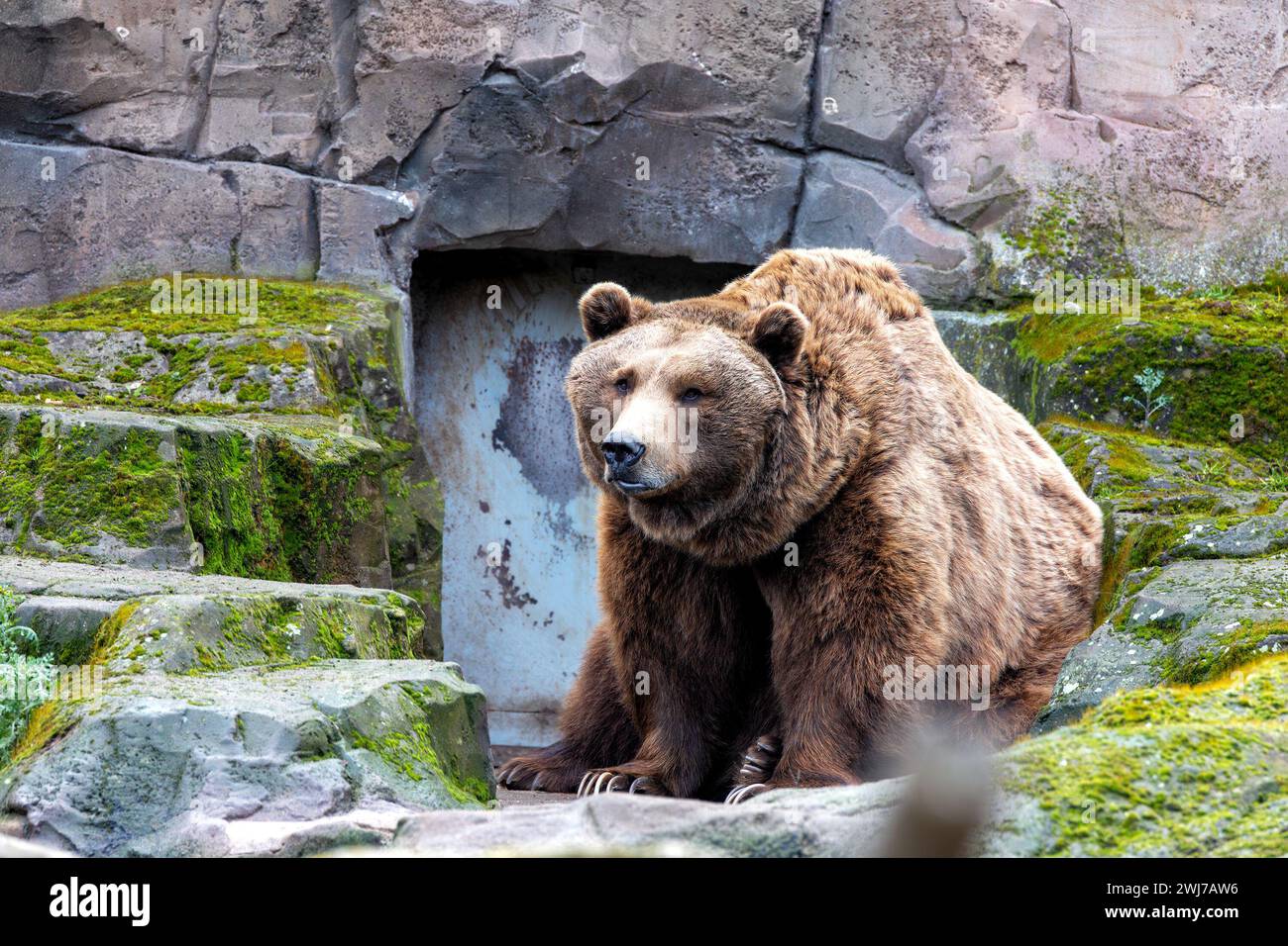 L'Orso bruno (Ursus arctos) è un grande carnivoro che si trova in Eurasia e Nord America, riconosciuto per le sue immense dimensioni e la sua potente presenza. Foto Stock