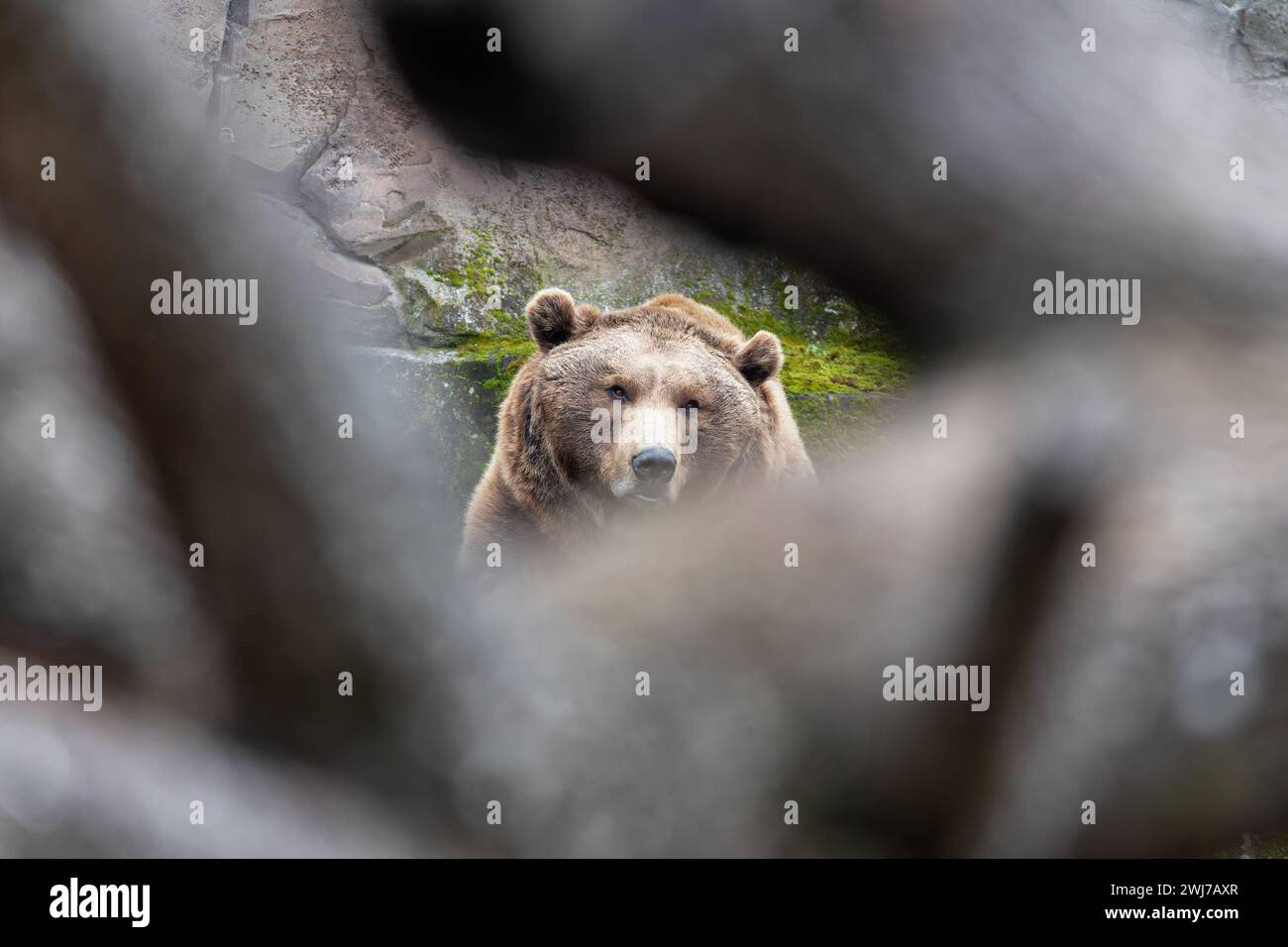 L'Orso bruno (Ursus arctos) è un grande carnivoro che si trova in Eurasia e Nord America, riconosciuto per le sue immense dimensioni e la sua potente presenza. Foto Stock