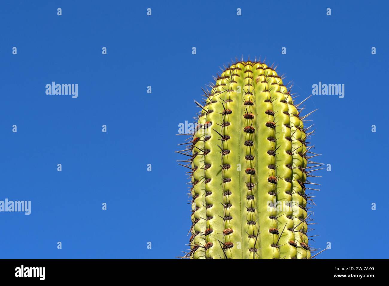 Cima di una grande pianta di cactus con grandi punte isolate contro un cielo blu profondo Foto Stock
