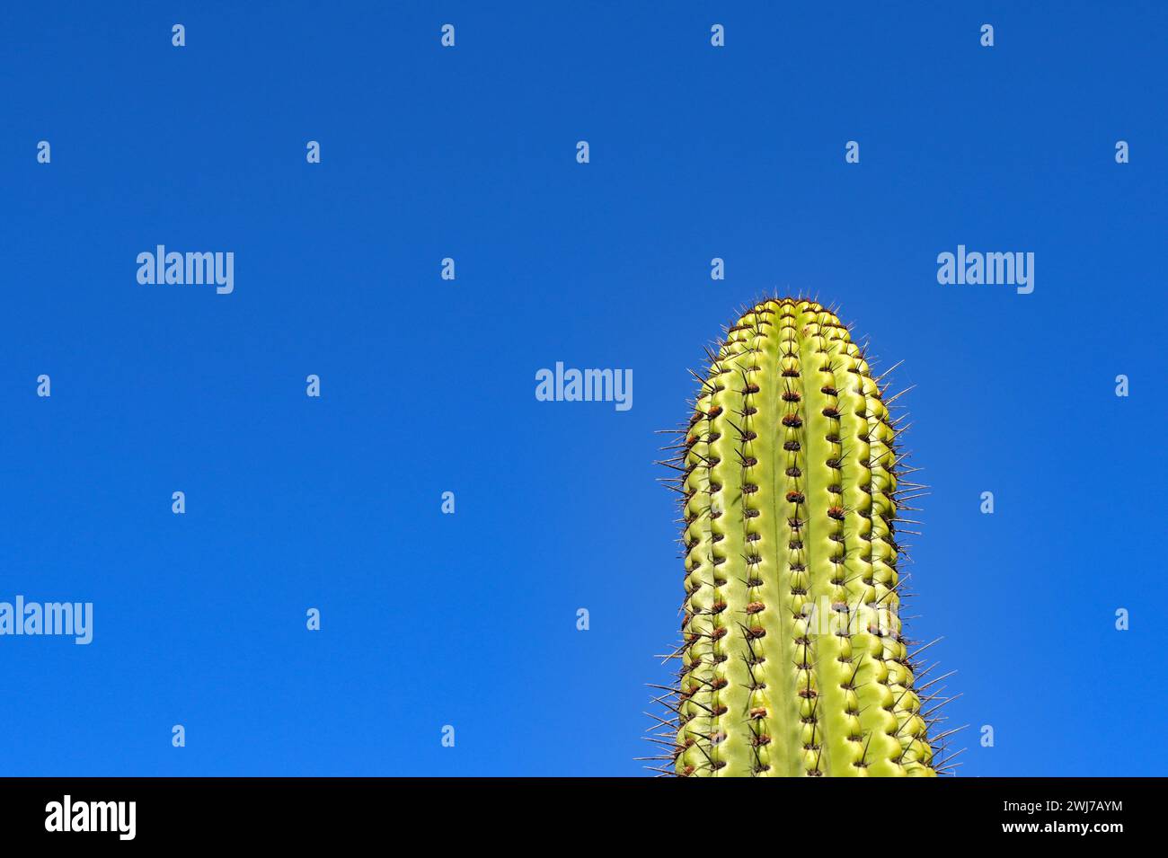 Pianta di cactus alta con grandi punte isolate contro un cielo blu profondo Foto Stock
