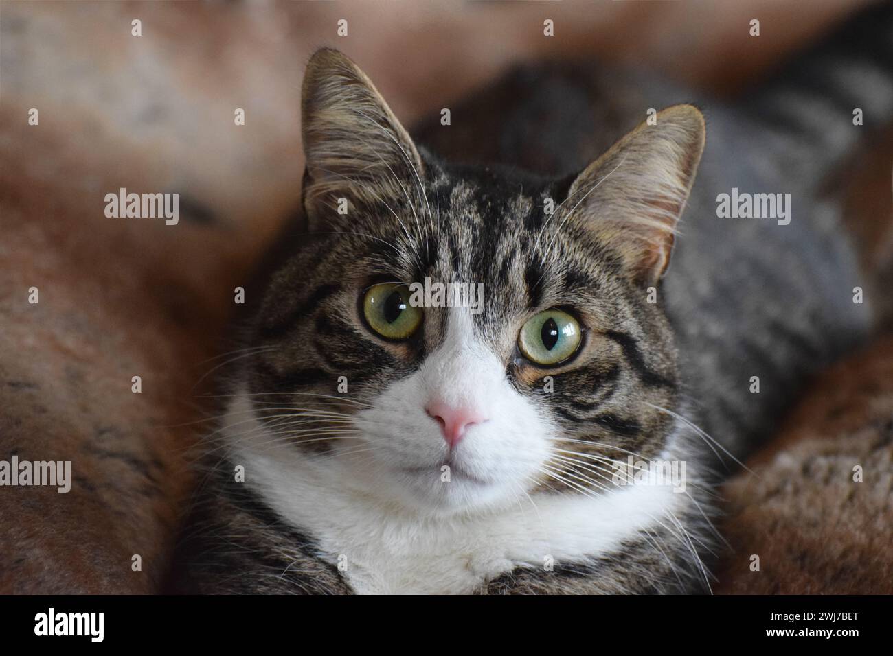 Un uomo di 18 mesi di età, un tabby marrone e un gatto domestico bianco di razza mista shorthair Foto Stock