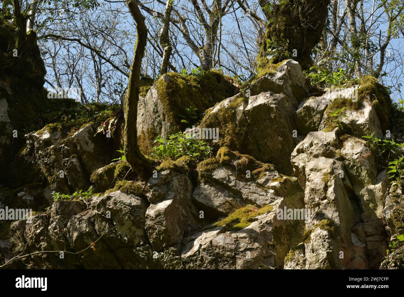 Alberi che crescono nella roccia sul bordo superiore di una vecchia cava sulle colline Mendip nel Somerset Foto Stock