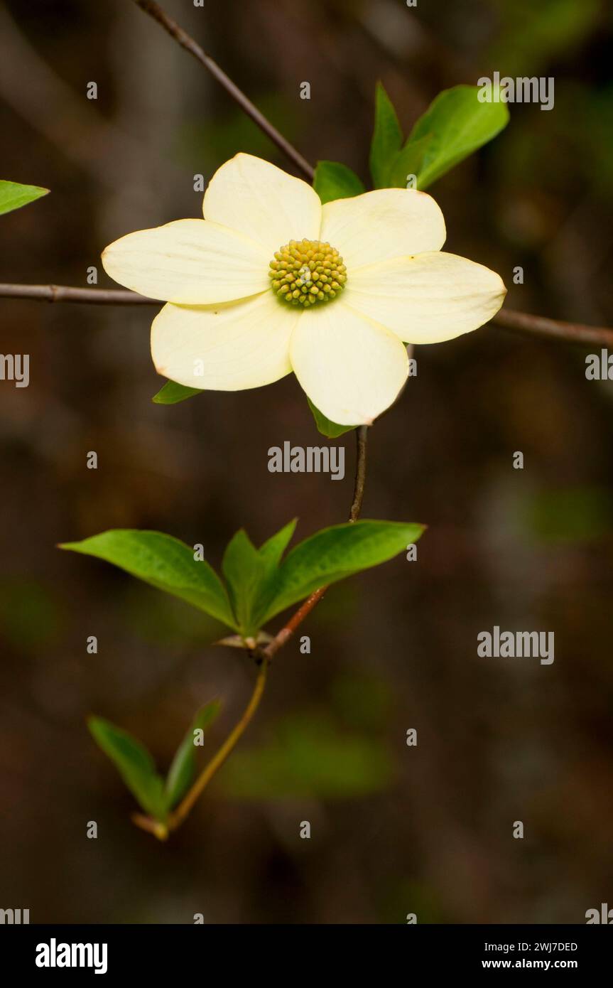 Il legno di Dogwood fiorisce nell'antica foresta lungo il McKenzie River National Recreation Trail, il McKenzie Wild e Scenic River, il McKenzie Pass-Santiam Pass National SC Foto Stock