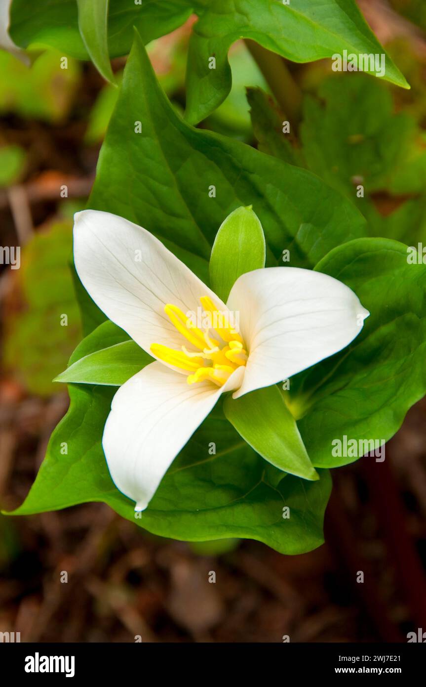 trillium occidentale (Trillium ovatum) lungo l'Hackleman Old-Growth Trail, sul fiume e attraverso la Woods Scenic Byway, la Willamette National Forest, Oregon Foto Stock