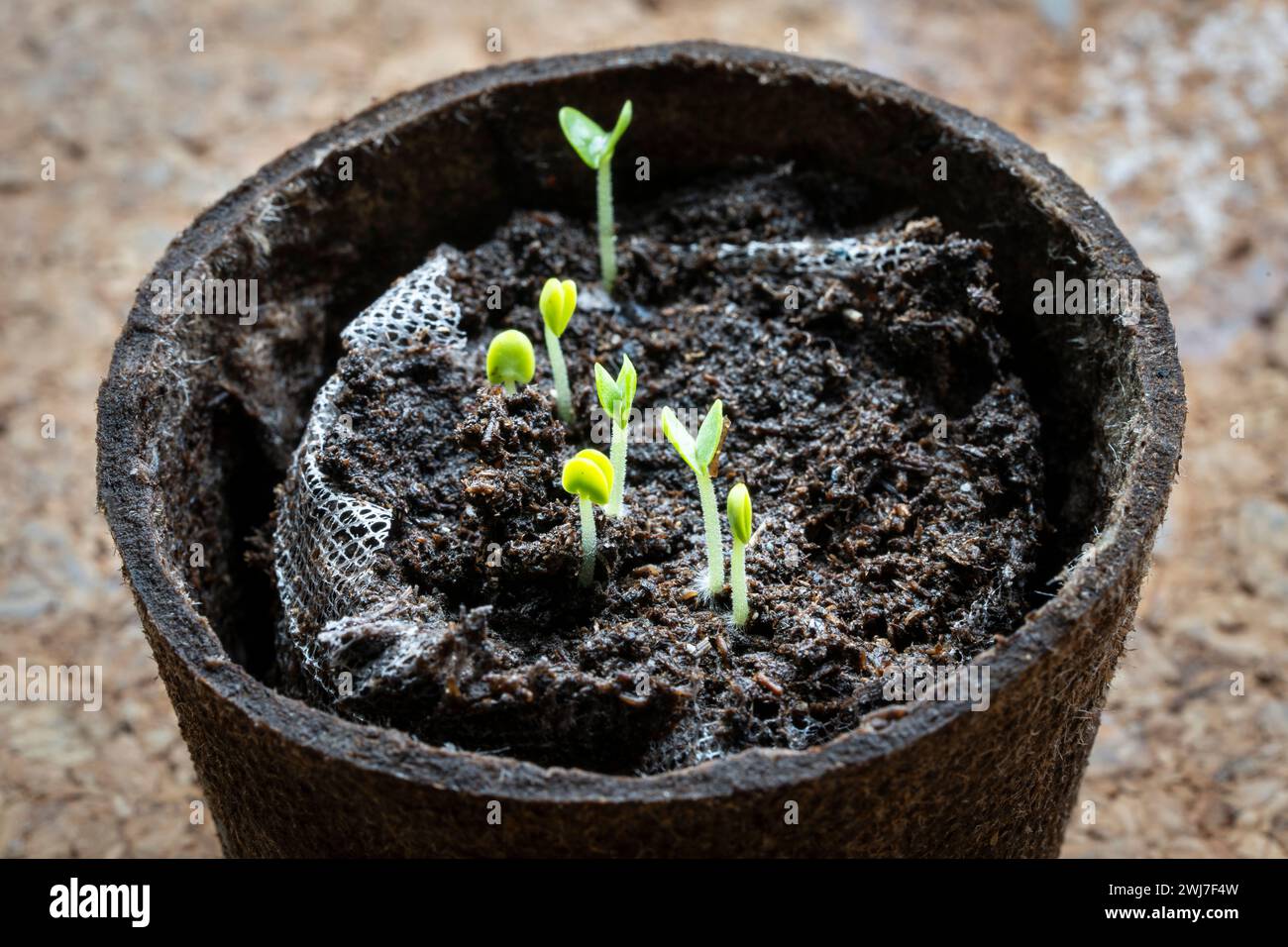 Piccoli germogli di basilico che emergono dopo cinque giorni di crescita. Foto Stock