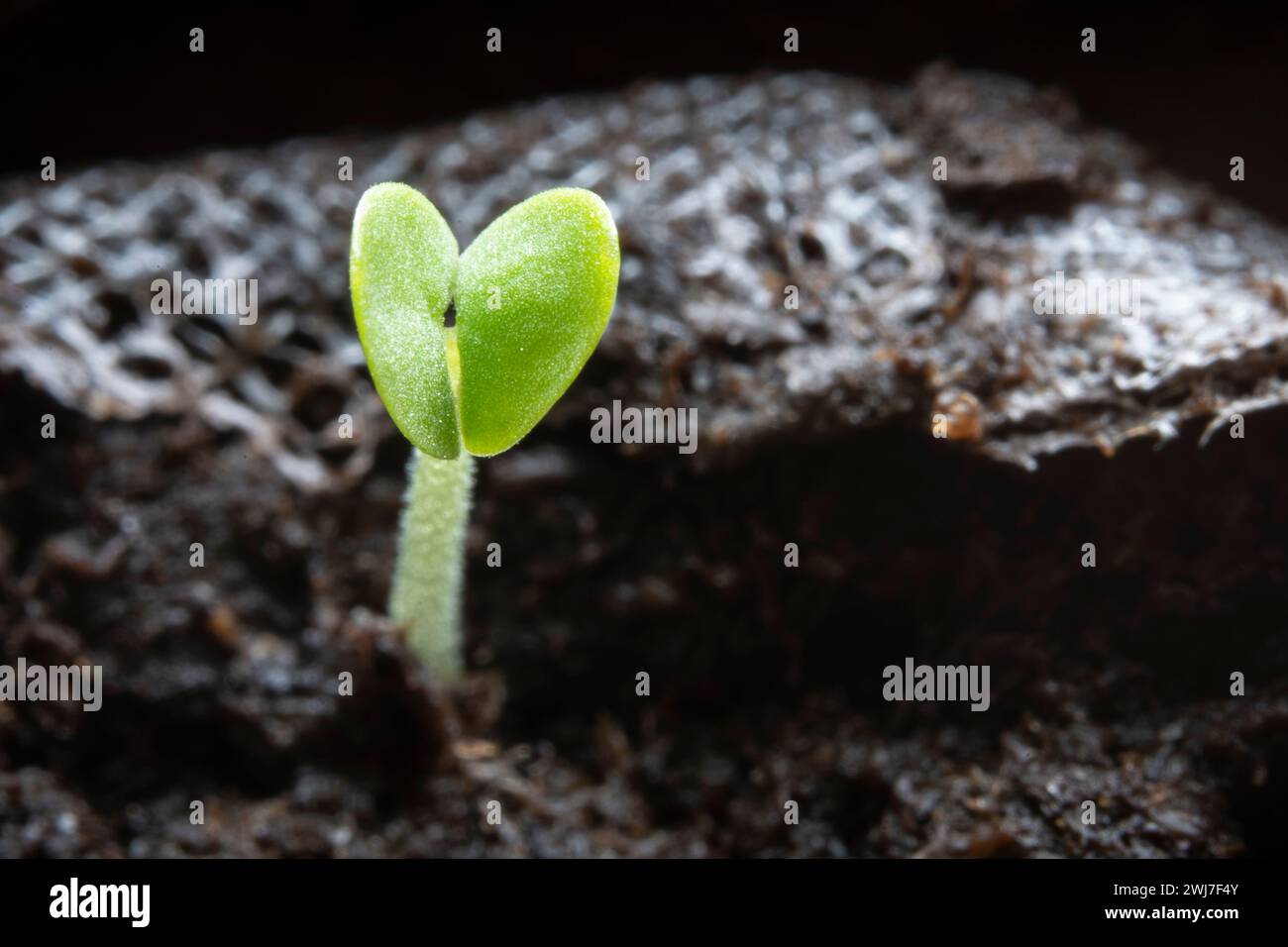 Piccoli germogli di basilico che emergono dopo cinque giorni di crescita. Foto Stock