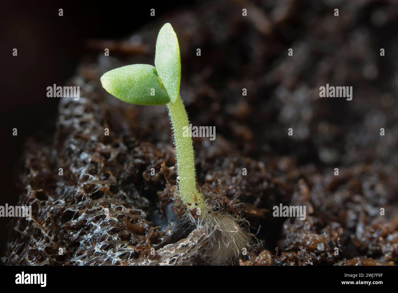 Piccoli germogli di basilico che emergono dopo cinque giorni di crescita. Foto Stock