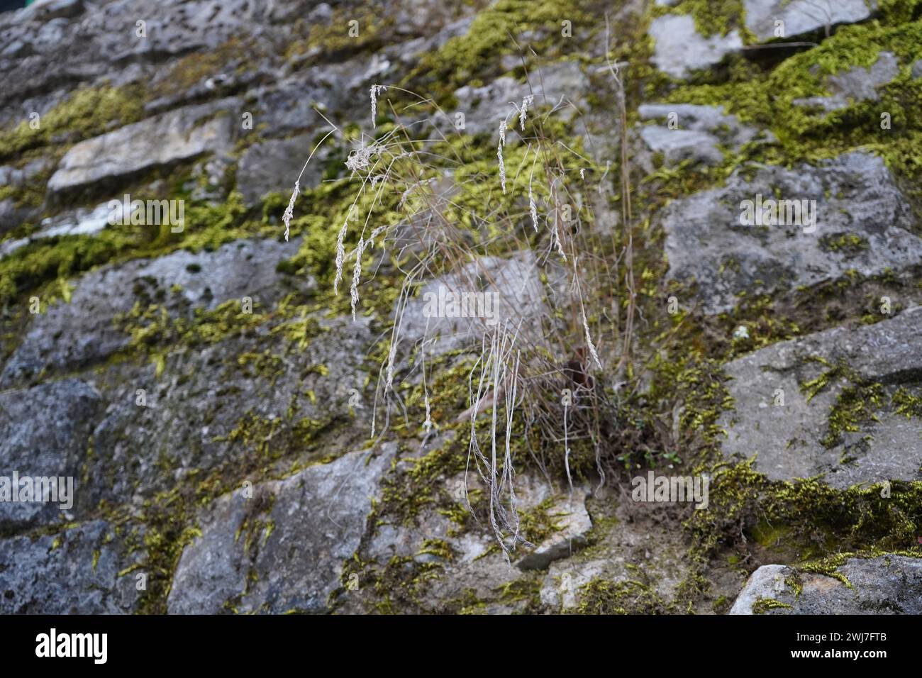 Erba di frumento (Triticum aestivum), erba di prato, segale selvatico siberiano (Elymus sibiricus) Foto Stock