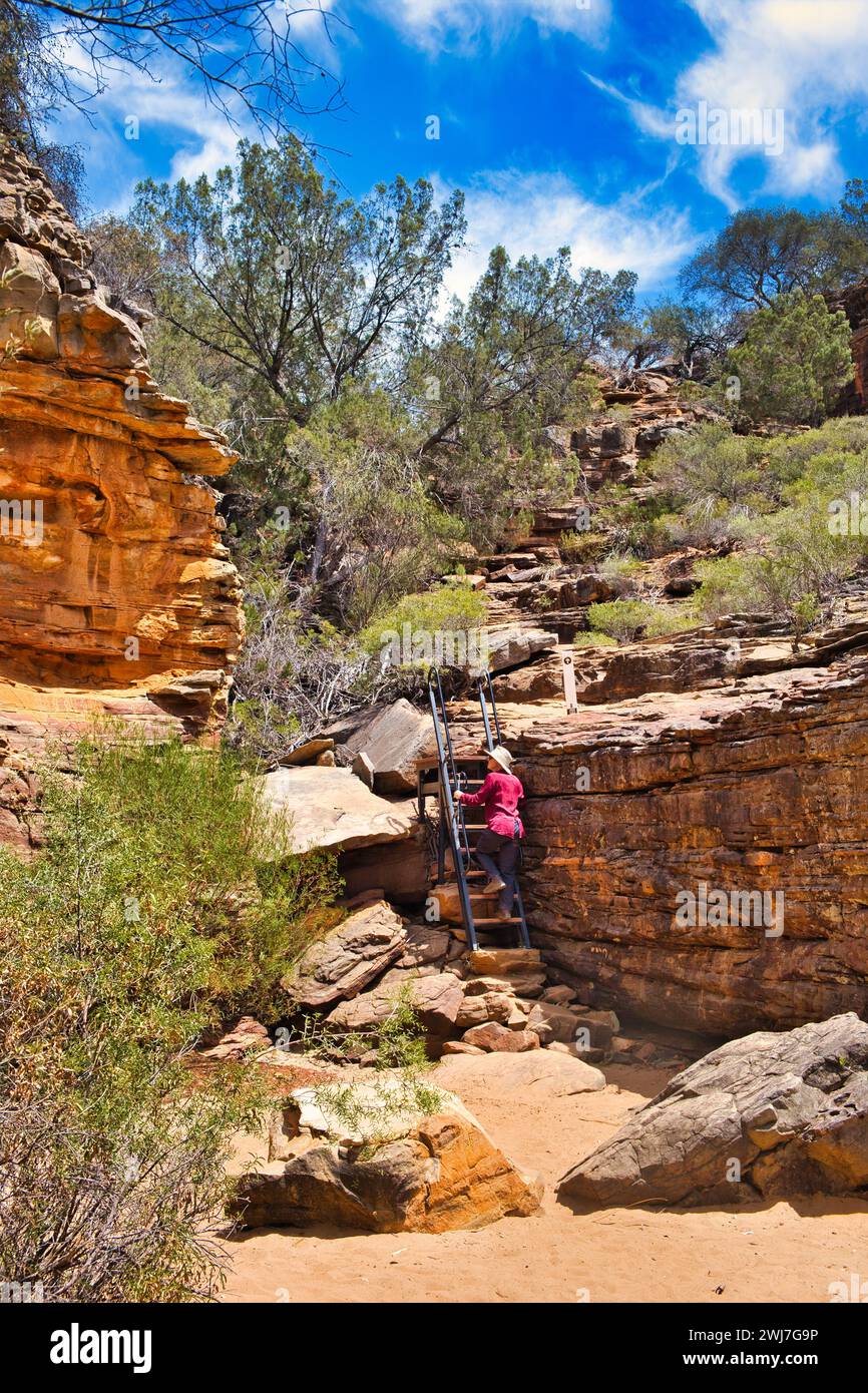 Donna che sale una scala in un ripido canyon nell'arido deserto del Kalbarri National Park, Australia Occidentale. Parte del percorso del fiume Z Bend. Foto Stock