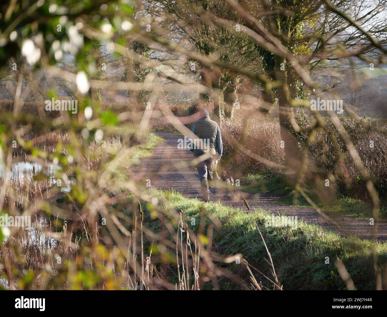 Uomo con cane che cammina lungo un canale. Grand Western Canal, Tiverton, Devon, Regno Unito Foto Stock