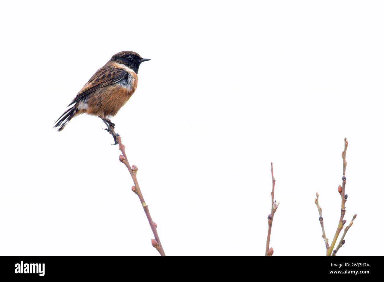 European Stonechat (Saxicola torquata) maschio Norfolk gennaio 2024 Foto Stock