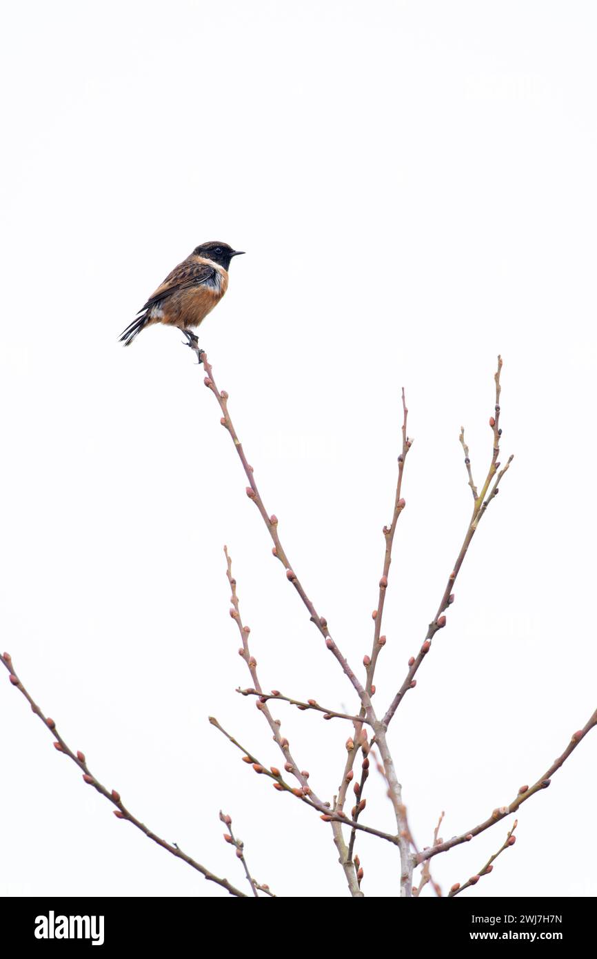 European Stonechat (Saxicola torquata) maschio Norfolk gennaio 2024 Foto Stock