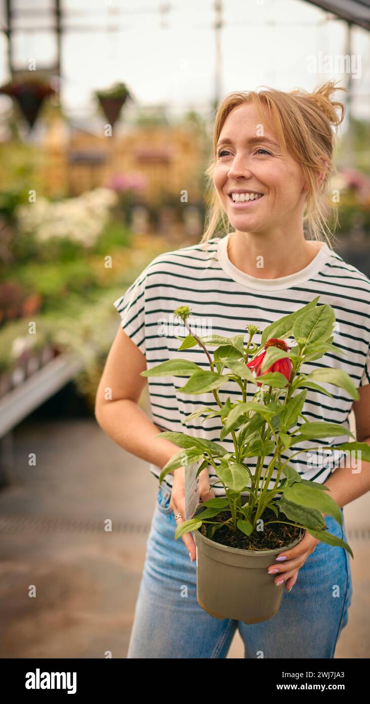 Donna all'interno della serra nel Garden Centre che sceglie e acquista Red Echinacea Plant Foto Stock