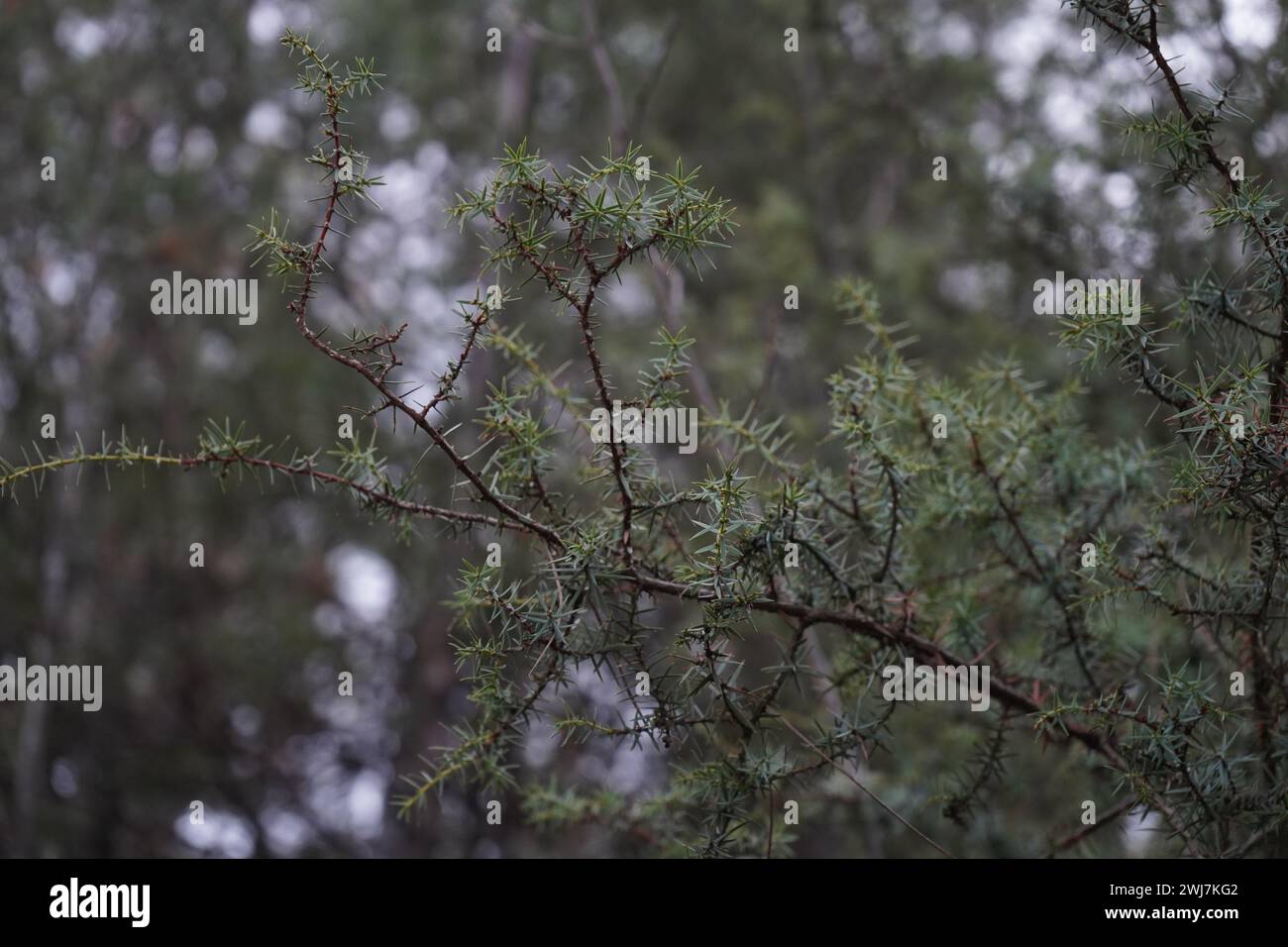Ginepro, cada, ginepro di cada, ginepro di ginepro di India, cedro di India, o cedro affilato (Juniperus oxycedrus) Foto Stock