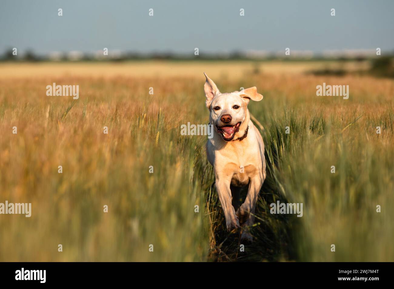 Cane gioioso che si gode la giornata estiva di sole. Vista frontale dell'esecuzione del labrador sul percorso nel campo. Foto Stock