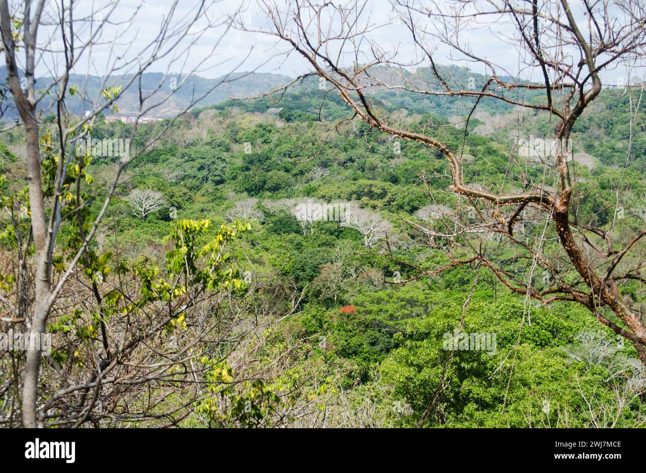 La spargimento di foglie nella foresta tropicale secca, nota come deciduousness, aiuta gli alberi a conservare acqua ed energia durante i periodi di siccità. Foto Stock