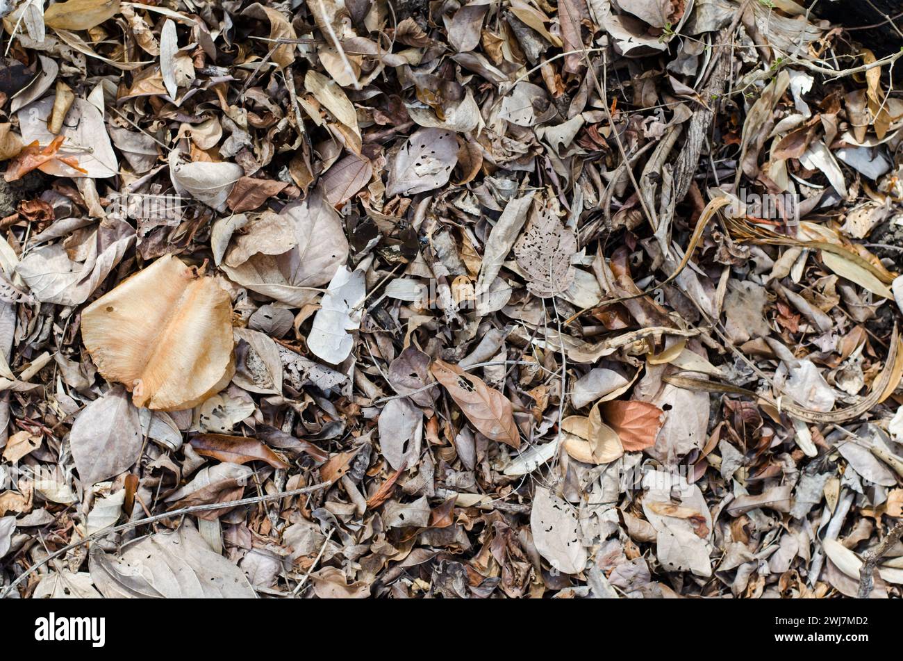 La spargimento di foglie nella foresta tropicale secca, nota come deciduousness, aiuta gli alberi a conservare acqua ed energia durante i periodi di siccità. Foto Stock
