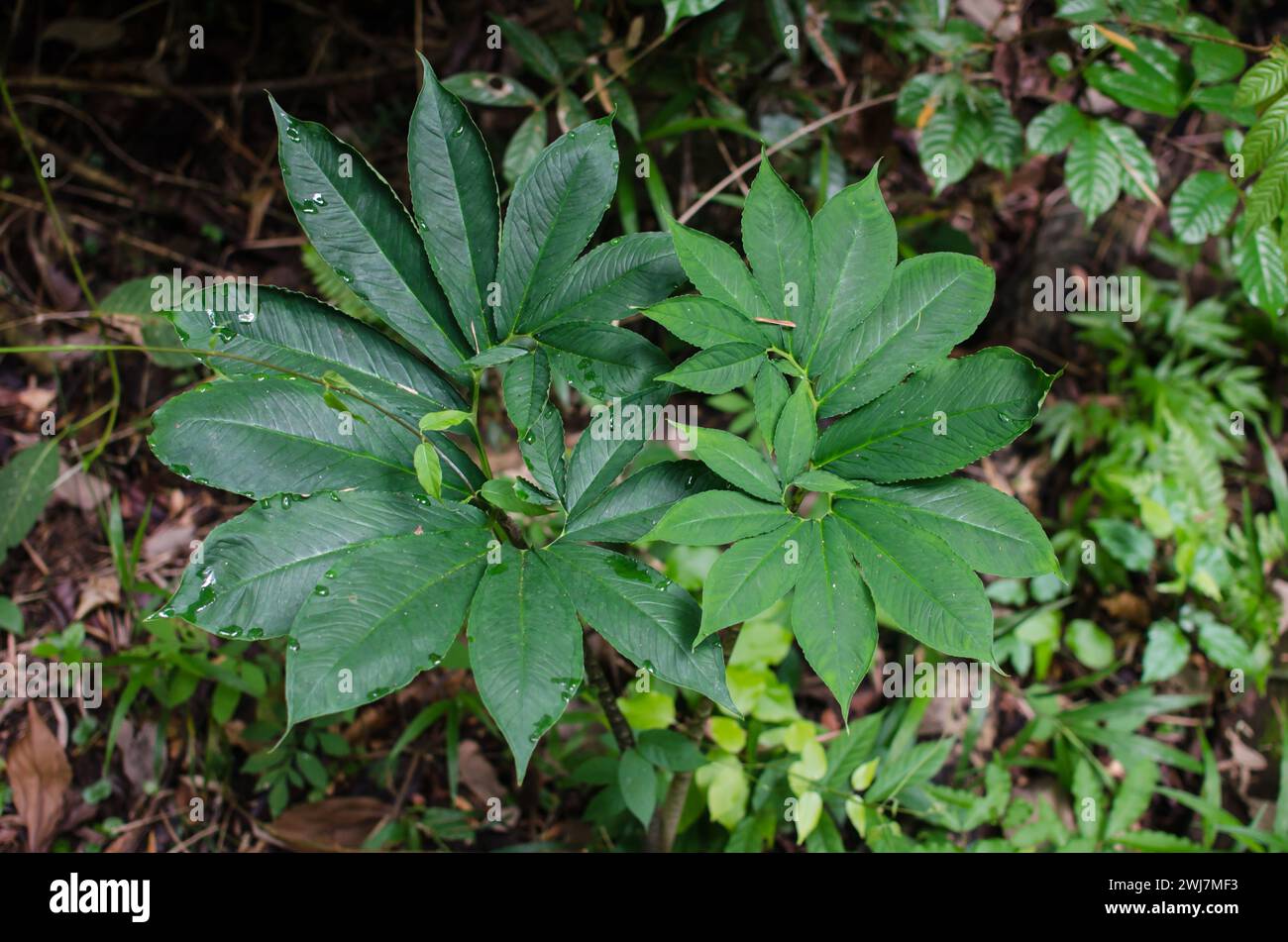 Xanthosoma helleborifolium Foto Stock