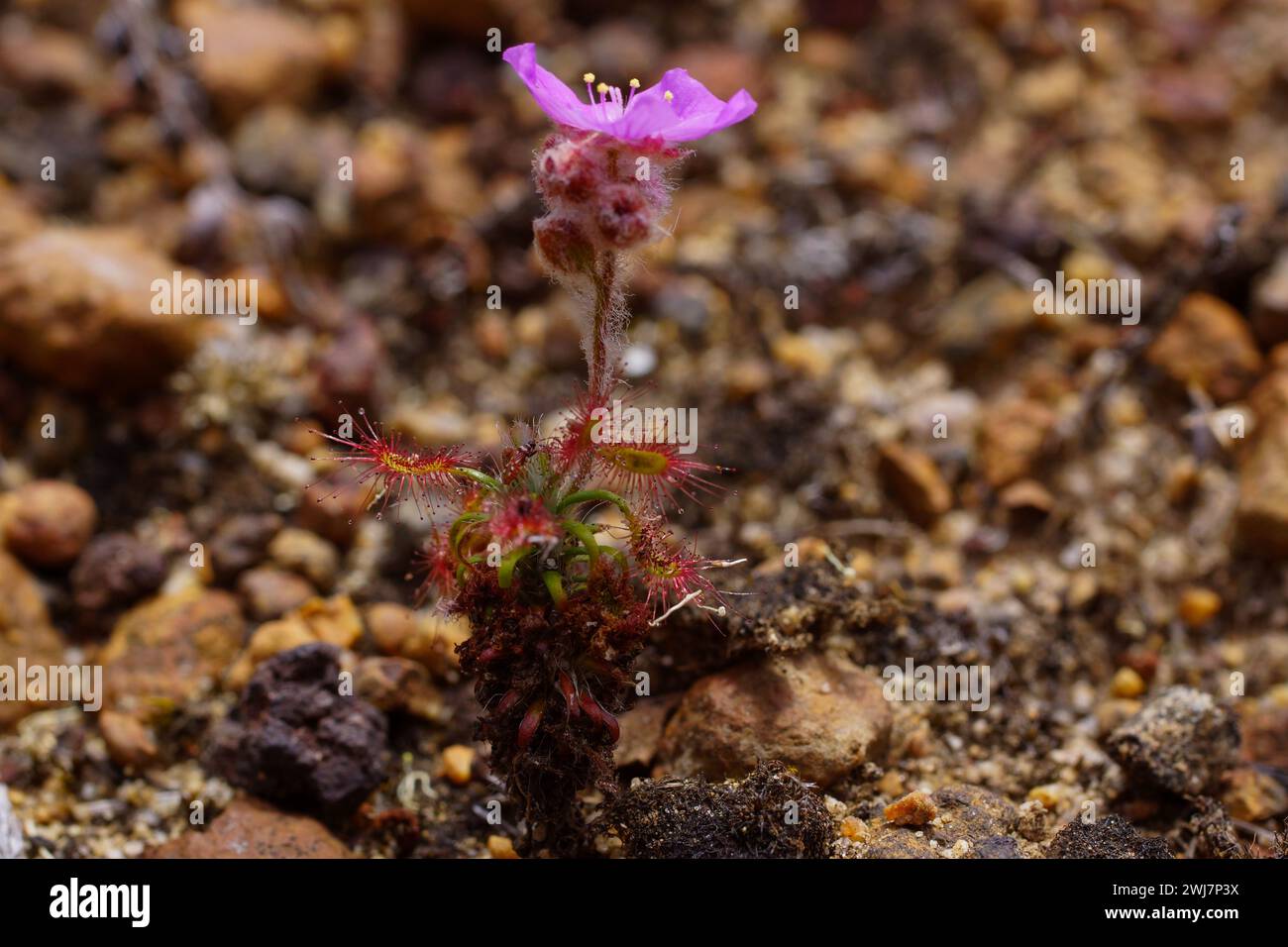 Drosera lasiantha con fiore rosa in habitat naturale, Australia Occidentale Foto Stock
