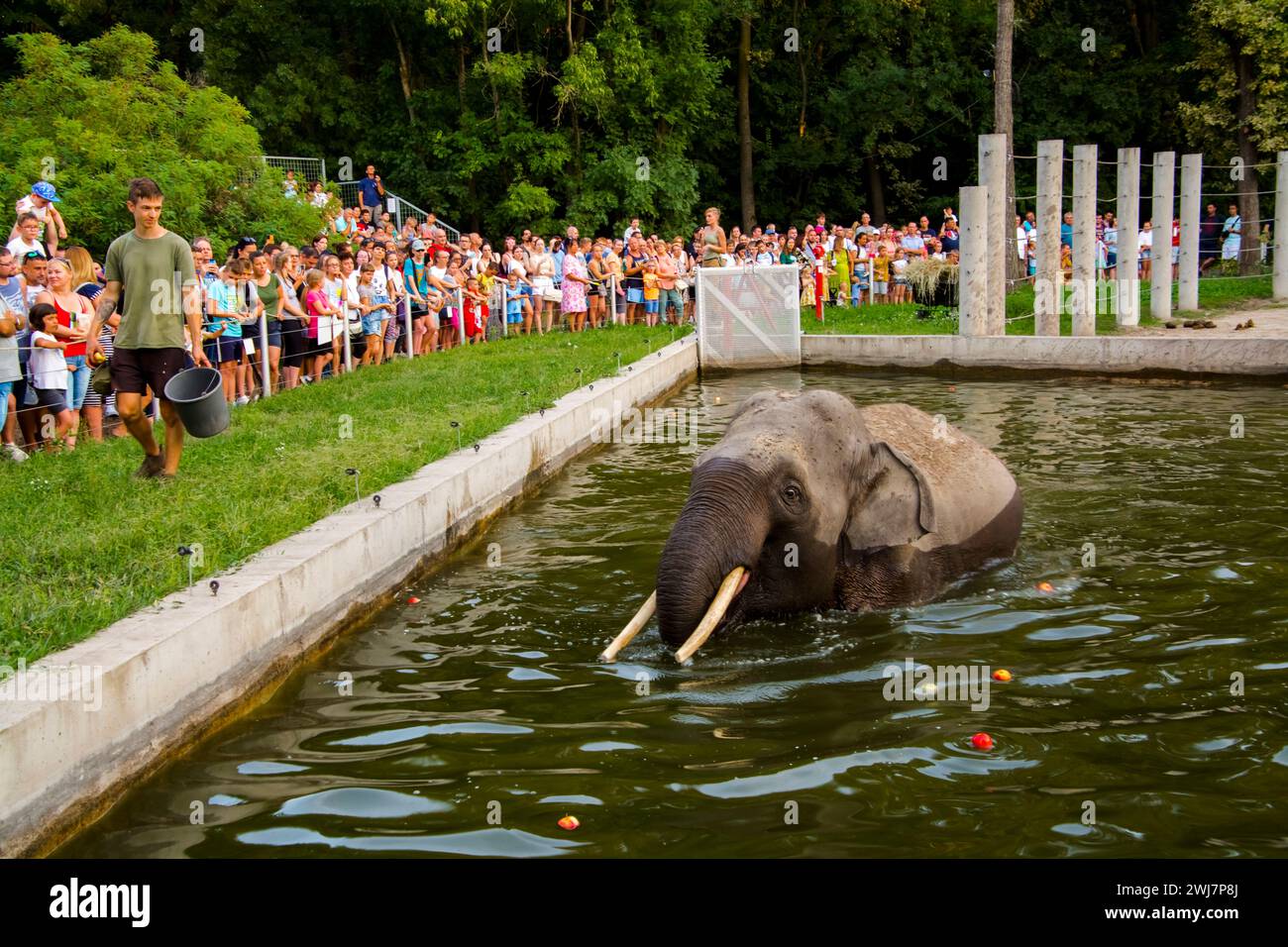 SZEGED, UNGHERIA - AGOSTO 25. 2023: Spettacolo di alimentazione degli elefanti asiatici nella notte degli zoo dello zoo di Szeged Foto Stock