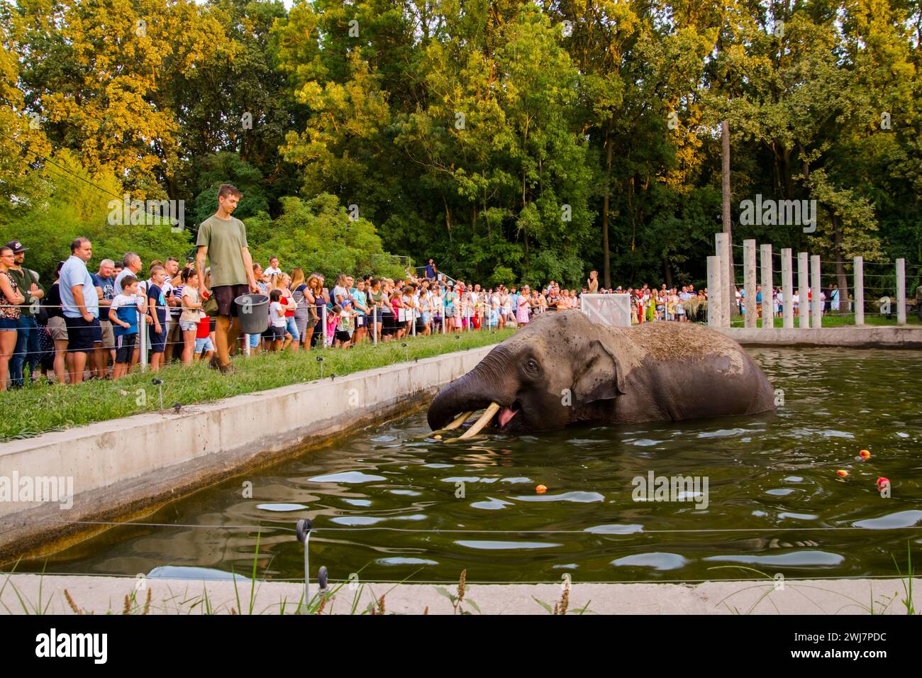 SZEGED, UNGHERIA - AGOSTO 25. 2023: Spettacolo di alimentazione degli elefanti asiatici nella notte degli zoo dello zoo di Szeged Foto Stock