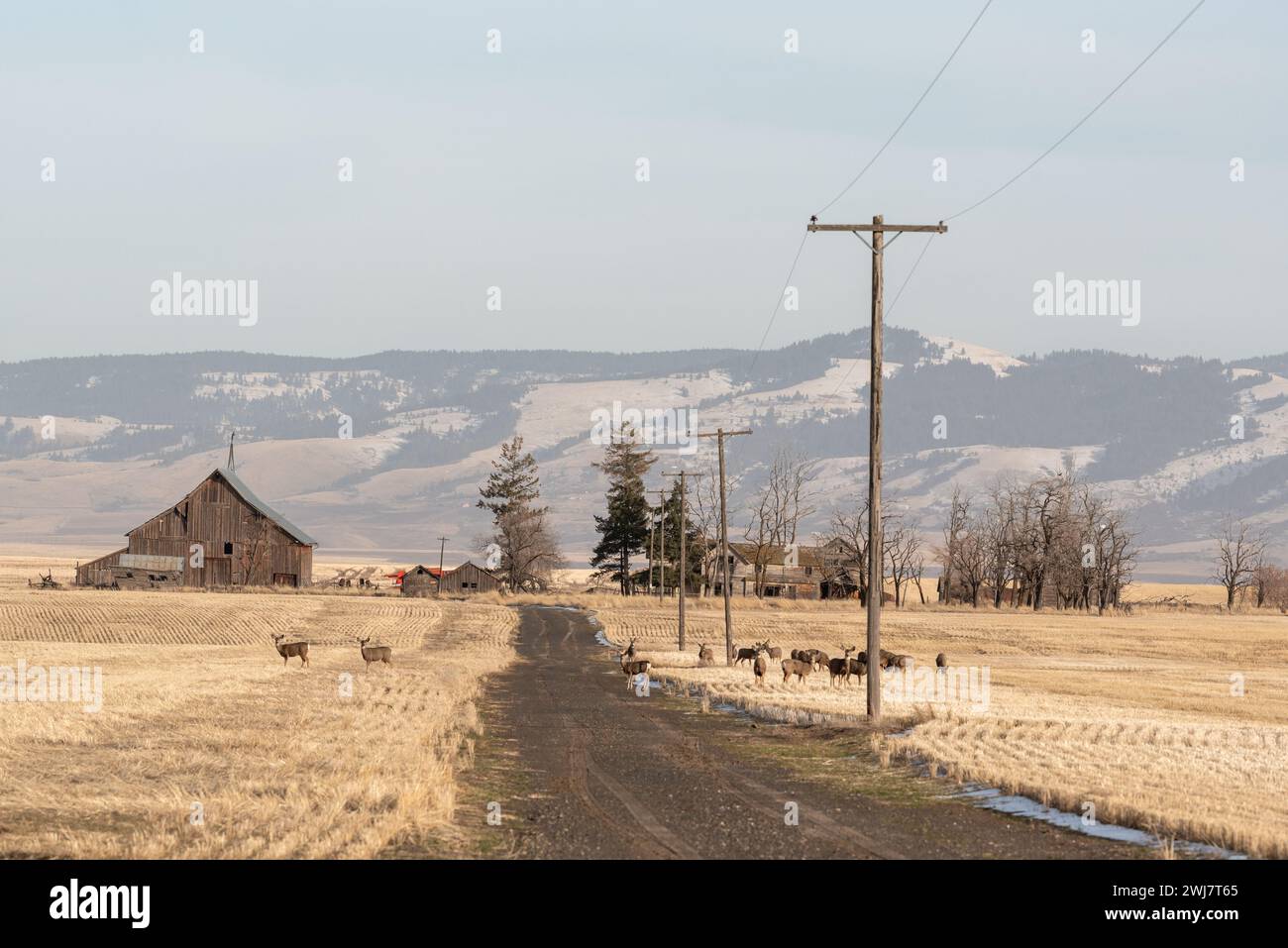 Cervi muli che pascolano sulle stoppie del raccolto vicino a vecchi edifici agricoli nella contea di Asotin, Washington. Foto Stock