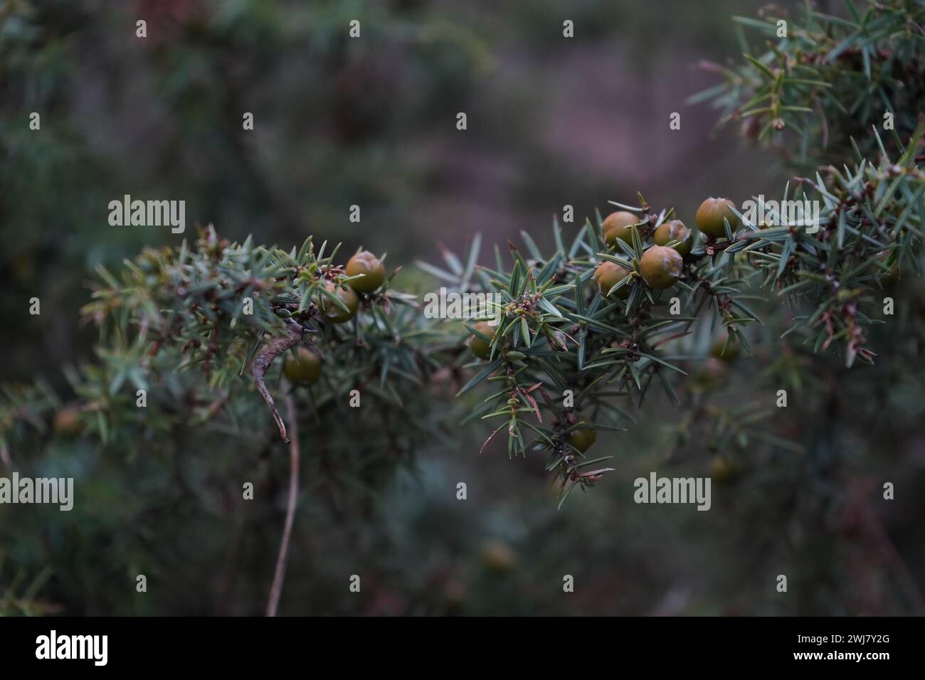 Ginepro, cada, ginepro di cada, ginepro di ginepro di India, cedro di India, o cedro affilato (Juniperus oxycedrus). Foto Stock