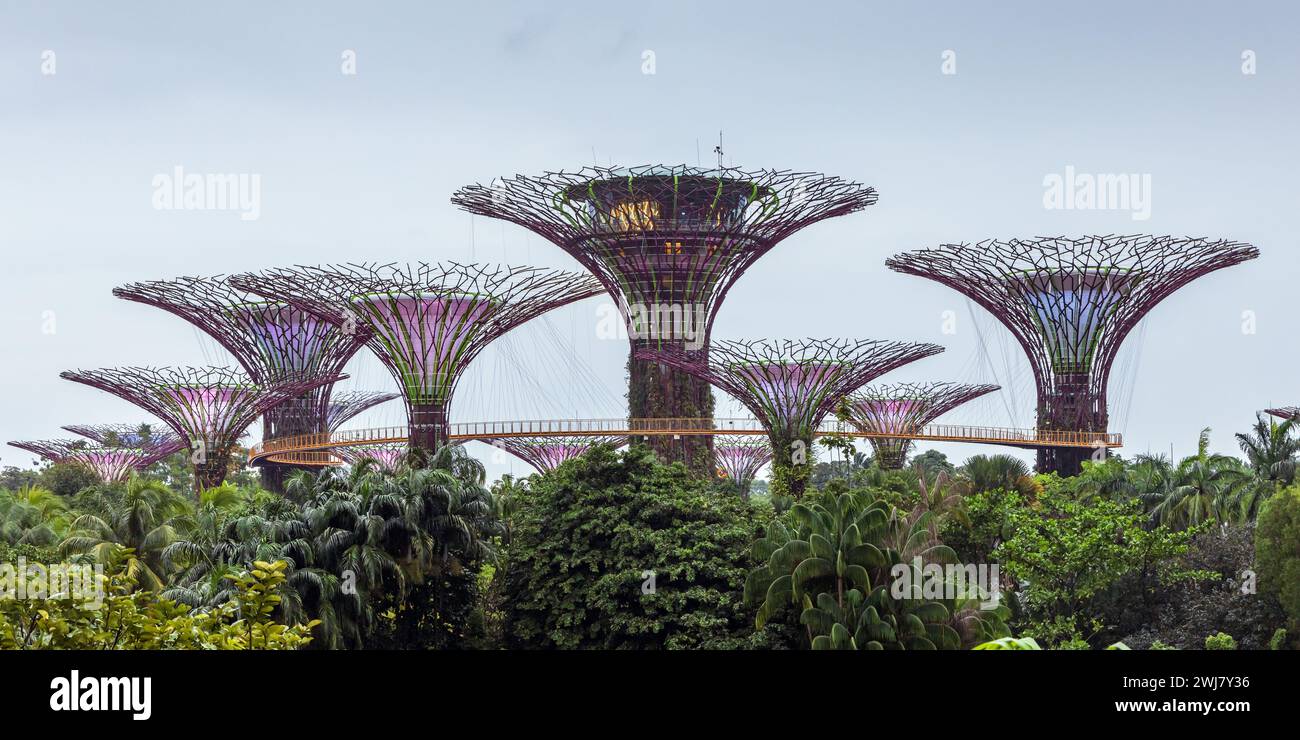 Supertrees presso i giardini dalla baia, Singapore Foto Stock