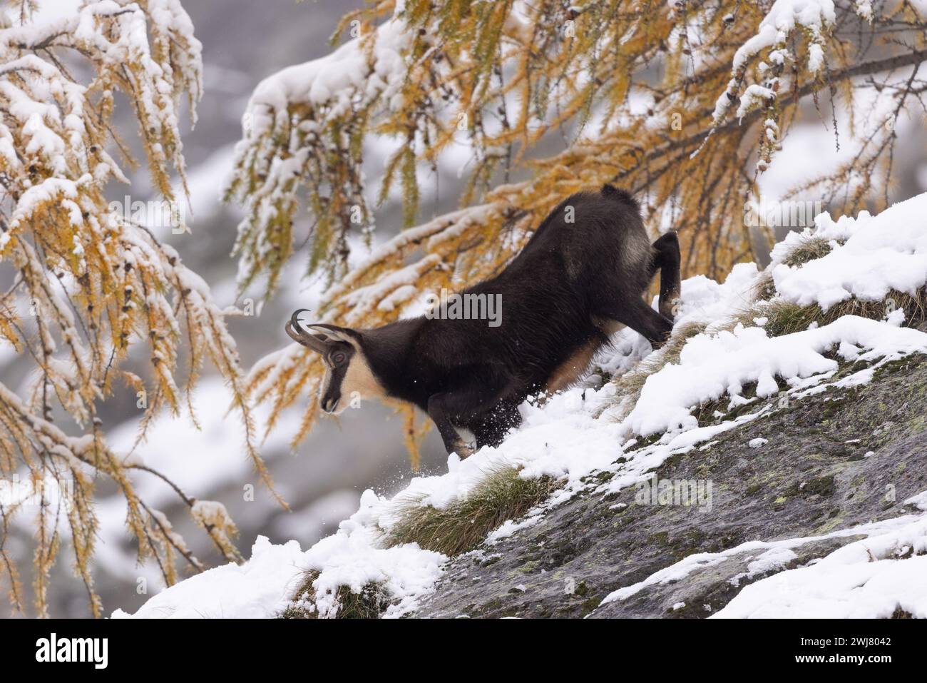 Gämsbock im Schnee mit gefärbten Lärchen Foto Stock