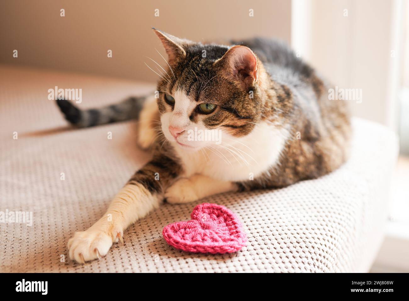 Un gatto domestico con il giocattolo per il cuore Foto Stock