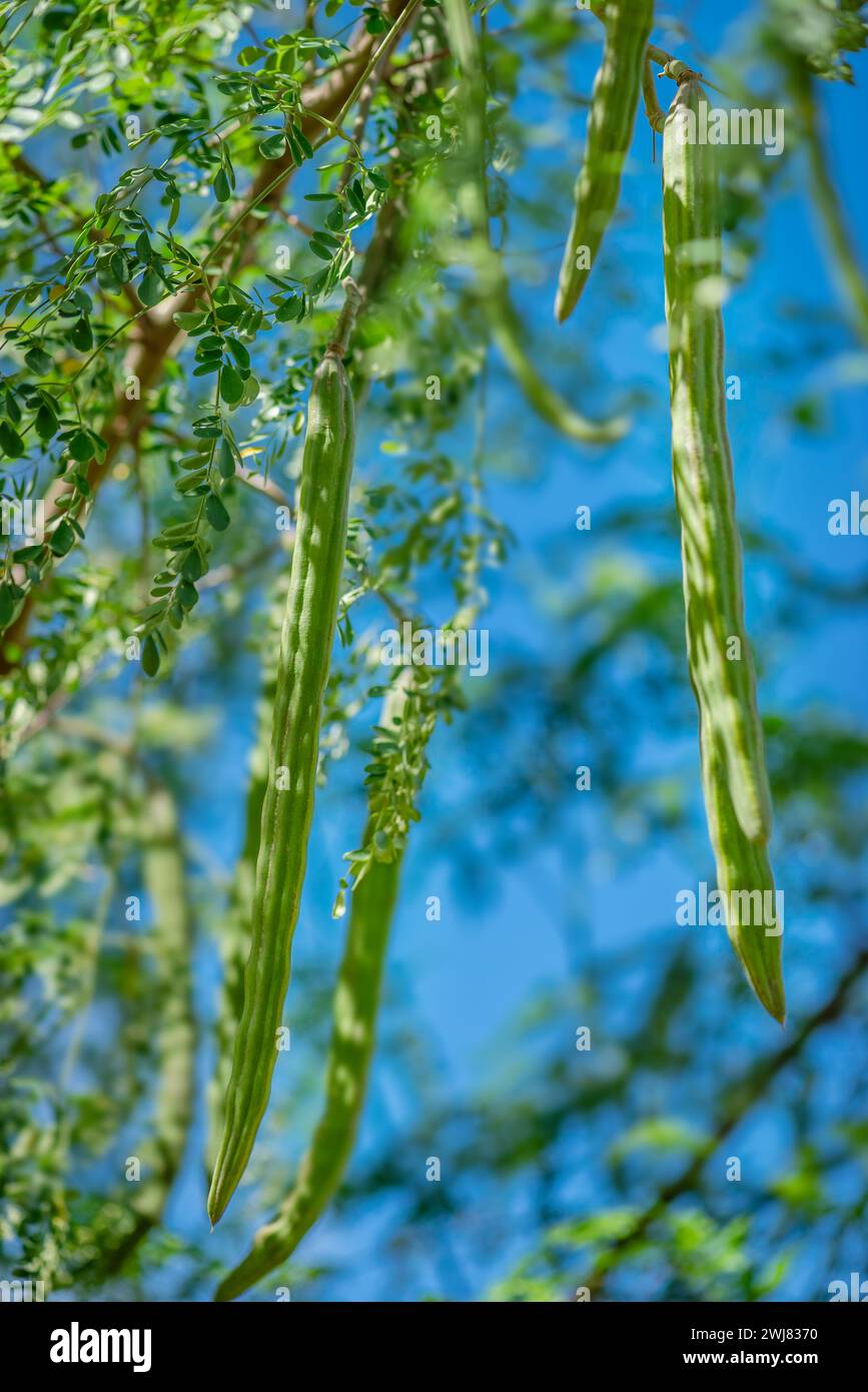 Moringa oleifera albero in fiore con frutti bacchette pianta medicinale e per la cottura, nonché clima tropicale a crescita rapida e resistente alla siccità Foto Stock