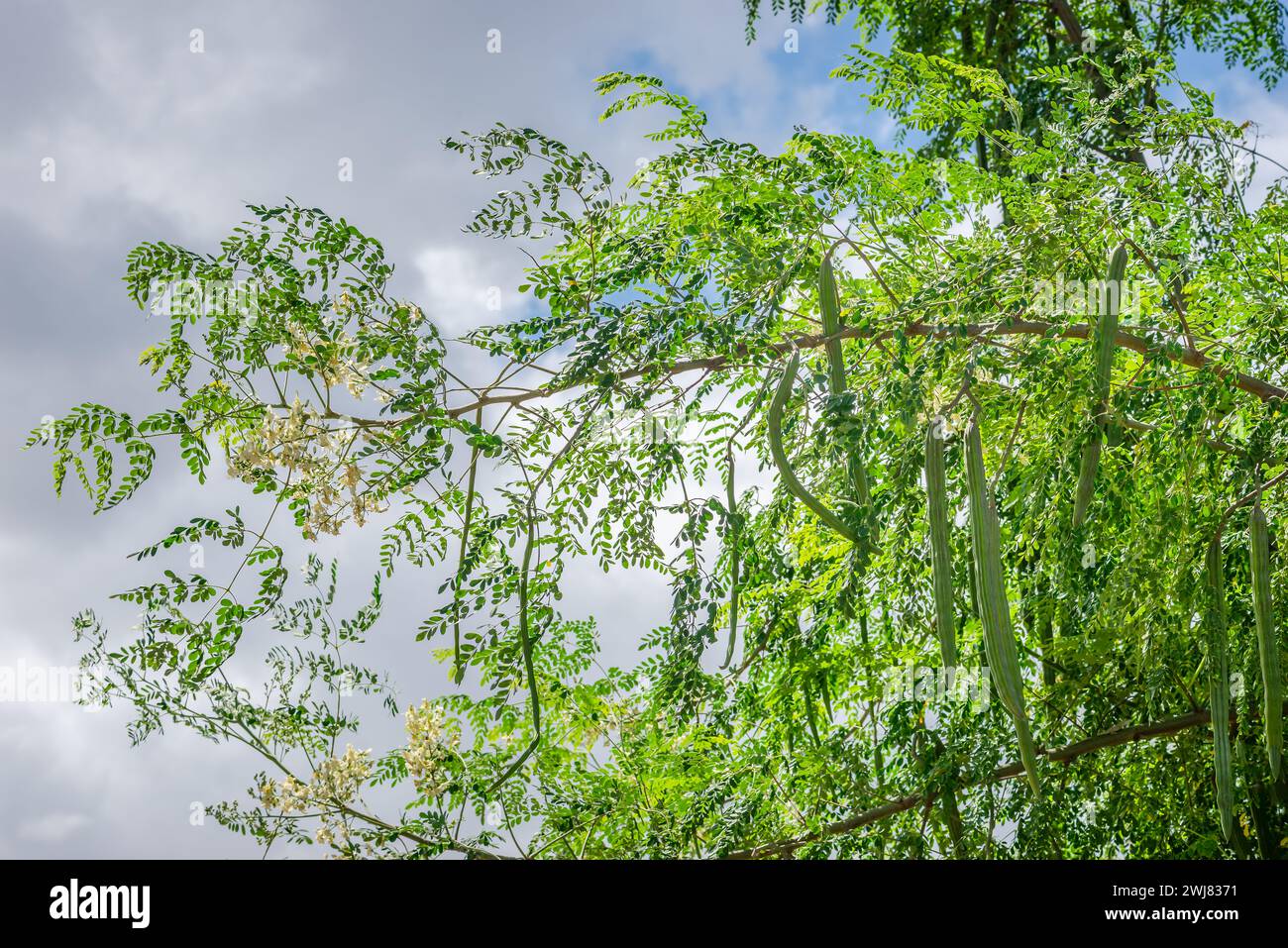 Moringa oleifera albero in fiore con frutti bacchette pianta medicinale e per la cottura, nonché clima tropicale a crescita rapida e resistente alla siccità Foto Stock
