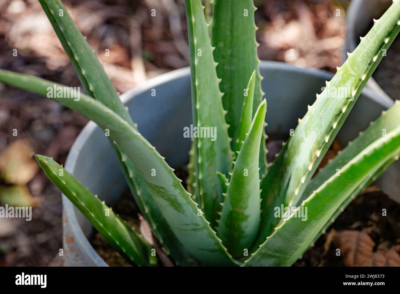 Secchio per vaso di piante di aloe vera pianta medicinale Evergreen facile da mantenere Foto Stock