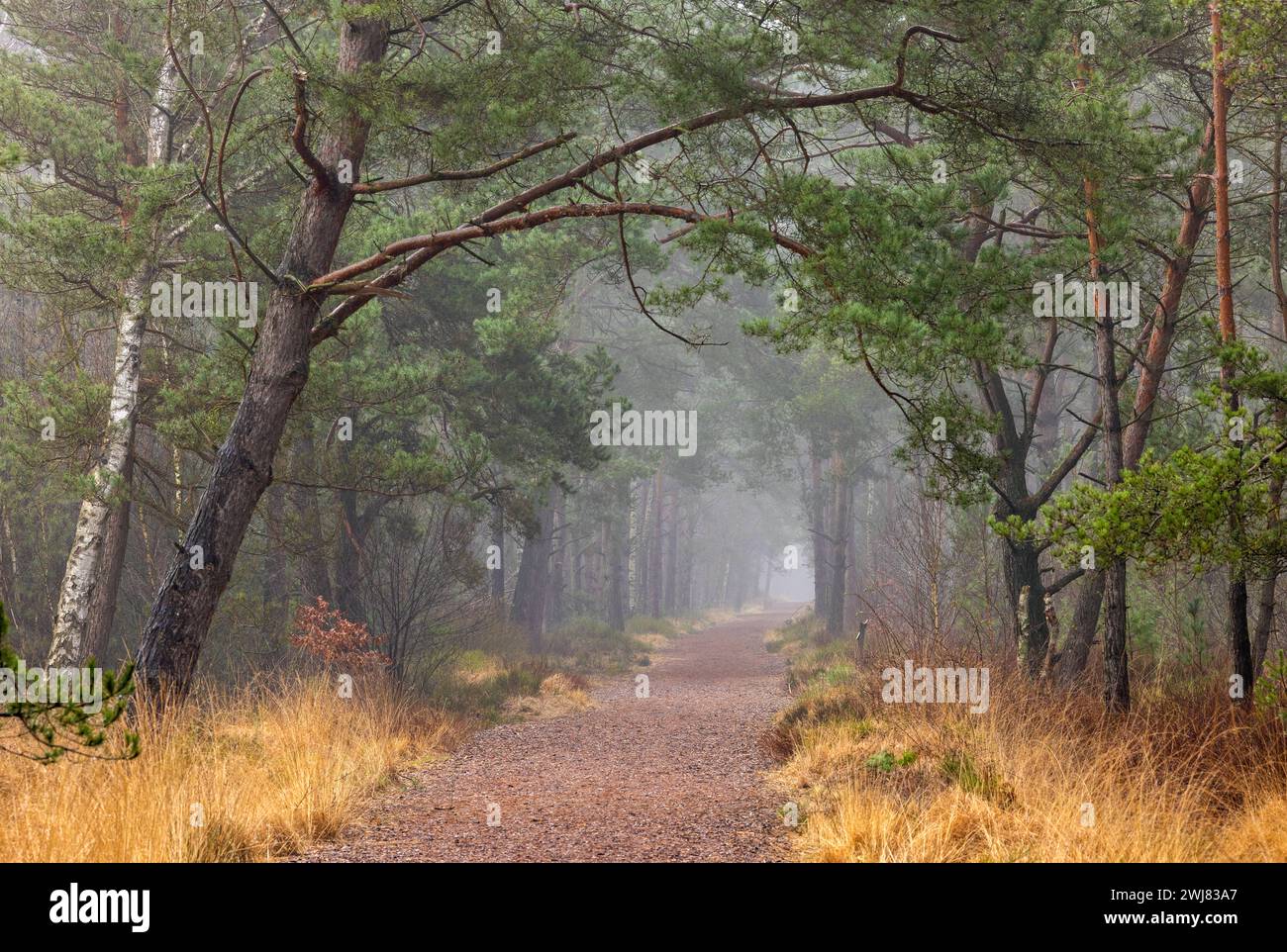 Europa Deutschland Niedersachsen Landkreis Rotenburg Wümme Lüneburger Heide Großes und Weißes Moor Naturschutzgebiet Wald Bäume Inverno: Ein Weg im gr Foto Stock